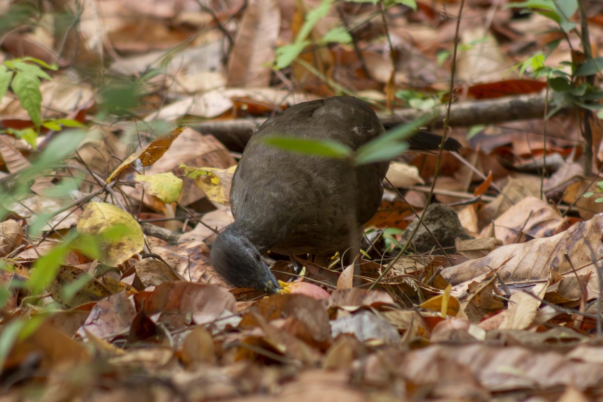 Plain Chachalaca - ML635498026
