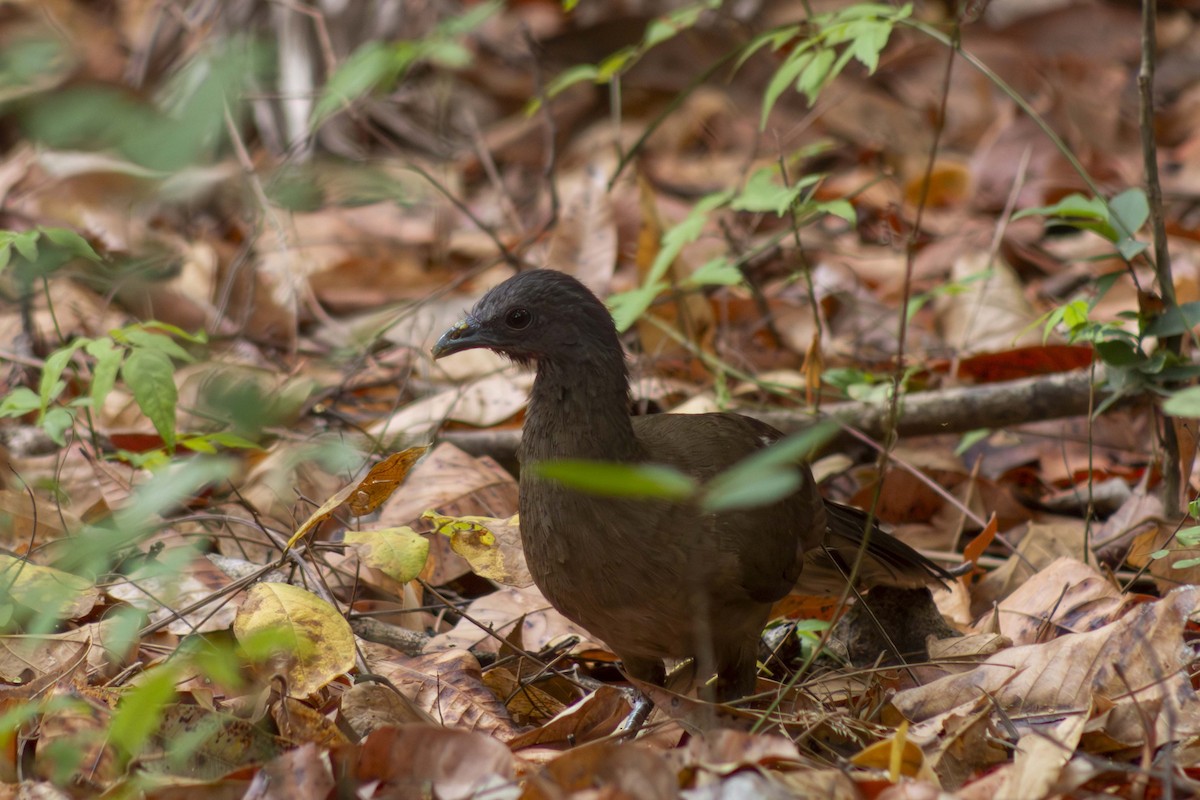 Plain Chachalaca - ML635498027
