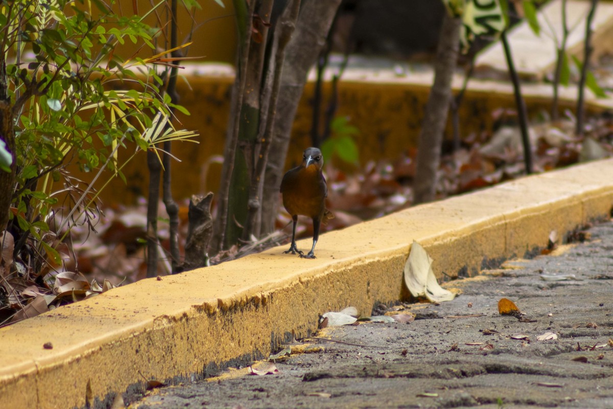 Great-tailed Grackle - ML635498029