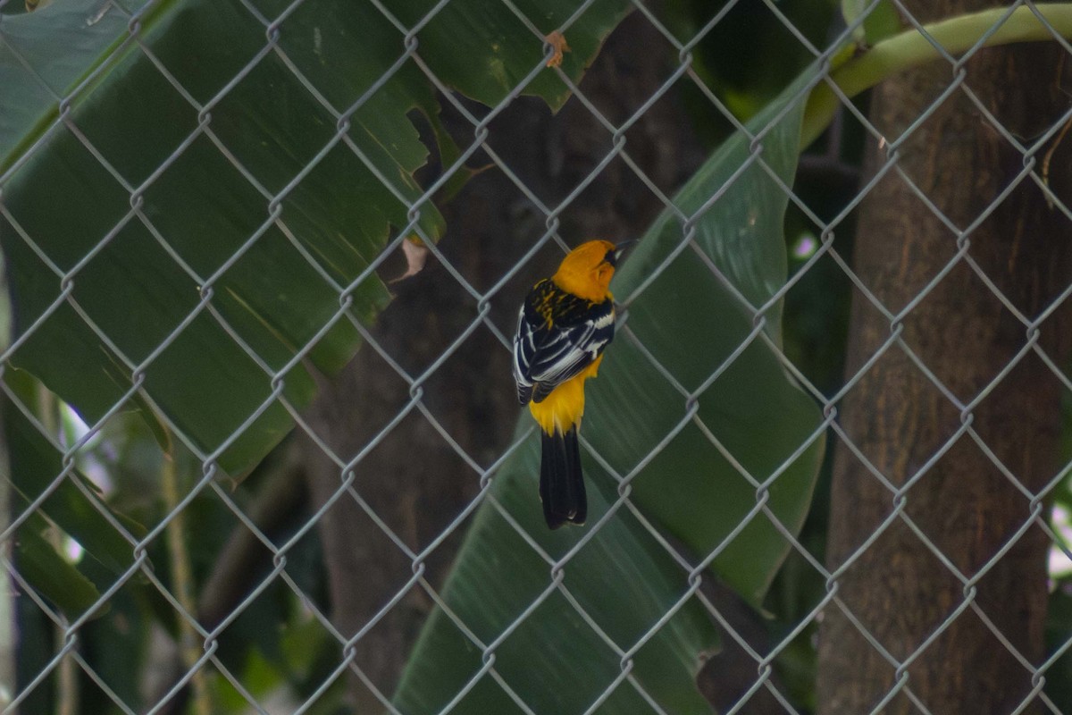 Streak-backed Oriole - ML635498034
