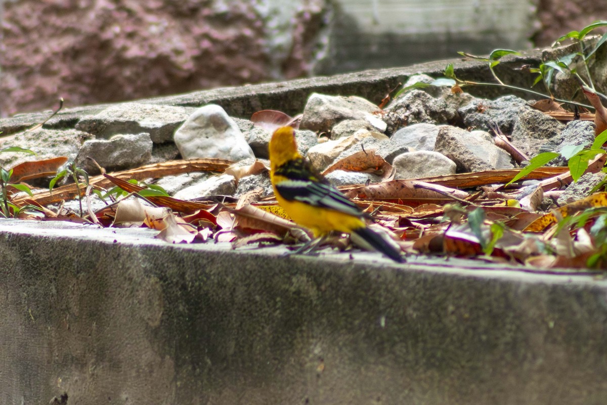 Streak-backed Oriole - ML635498035