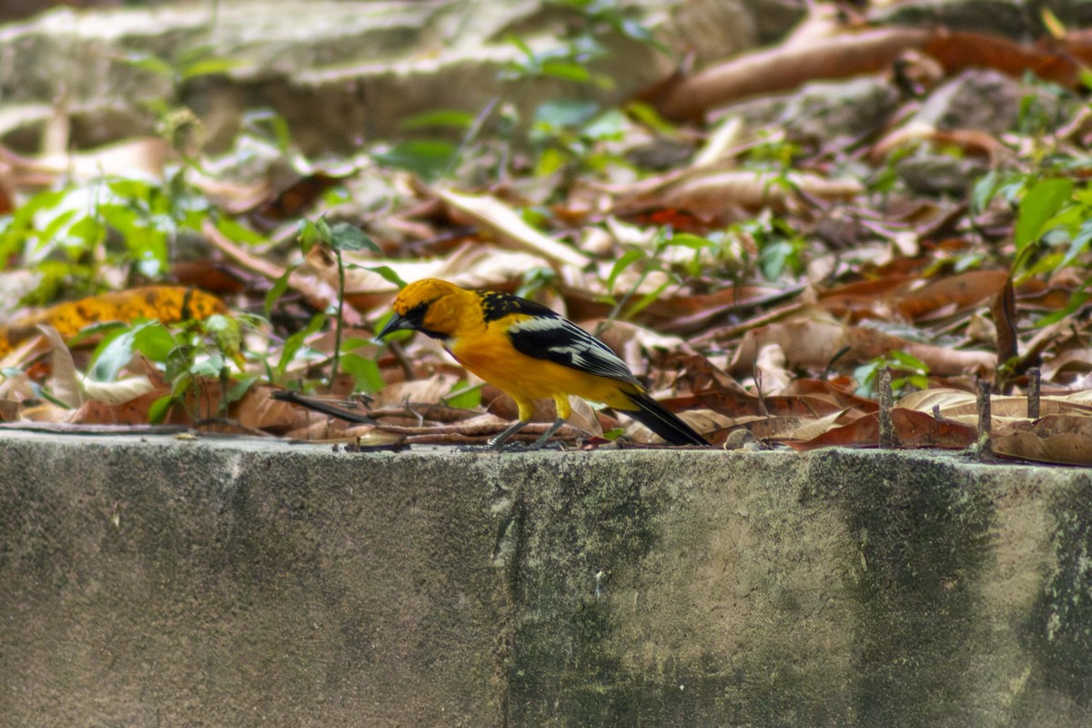 Streak-backed Oriole - ML635498036