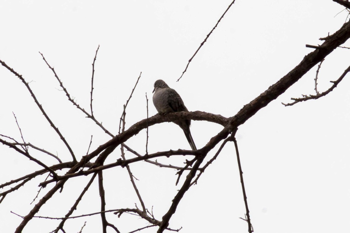 Inca Dove - ML635498040