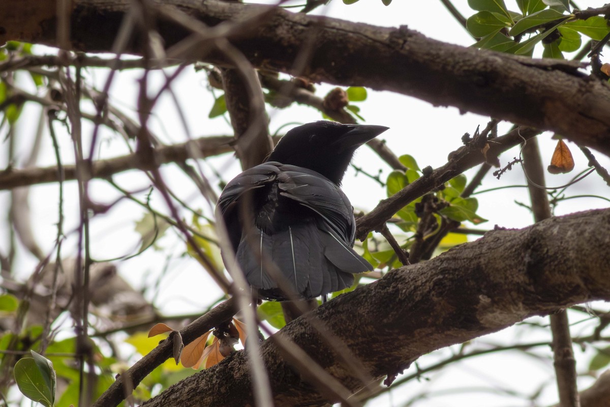 Melodious Blackbird - ML635498074