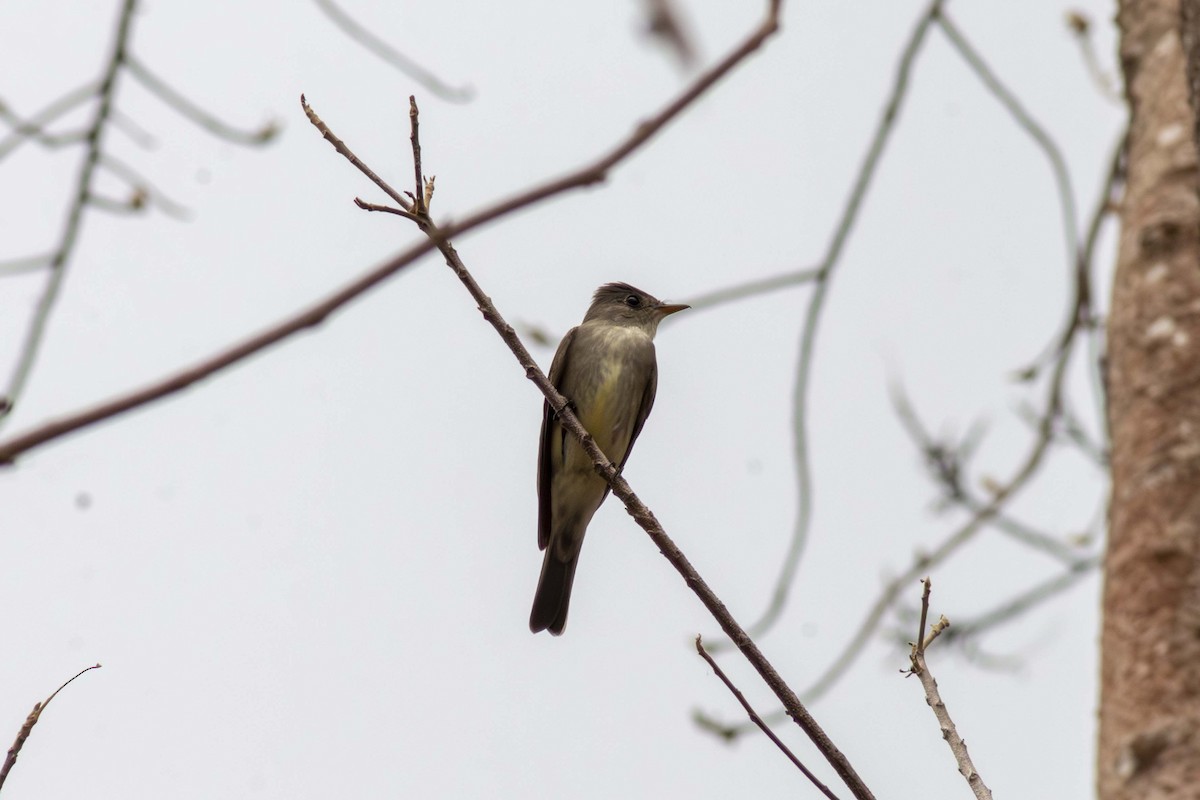 Eastern Wood-Pewee - ML635498087
