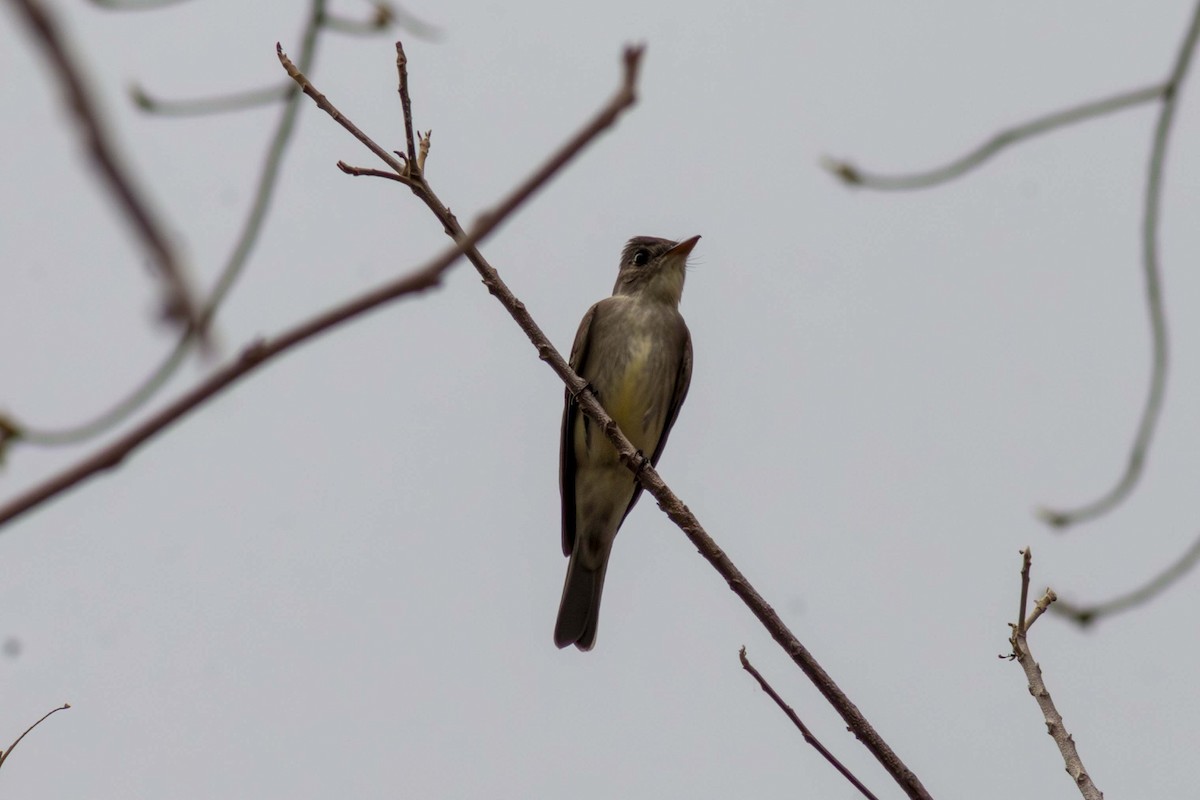 Eastern Wood-Pewee - ML635498088