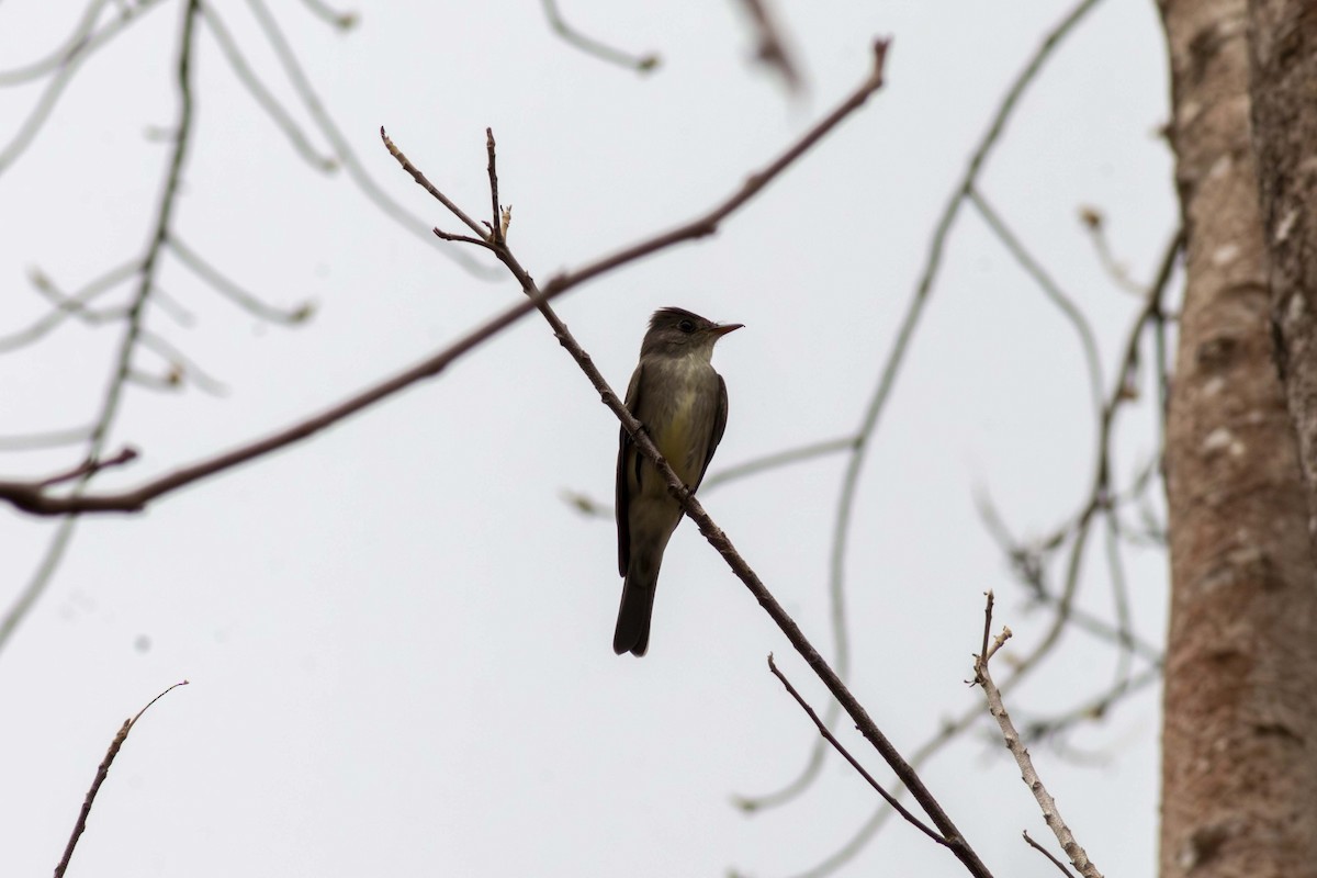 Eastern Wood-Pewee - ML635498090