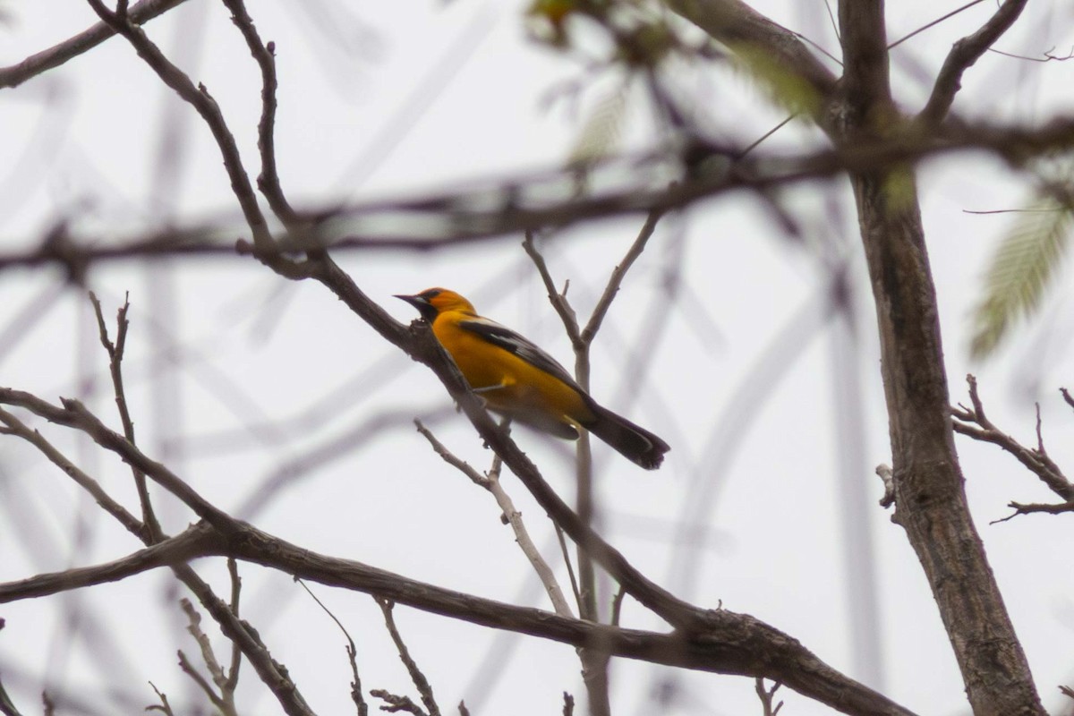 Streak-backed Oriole - ML635498109