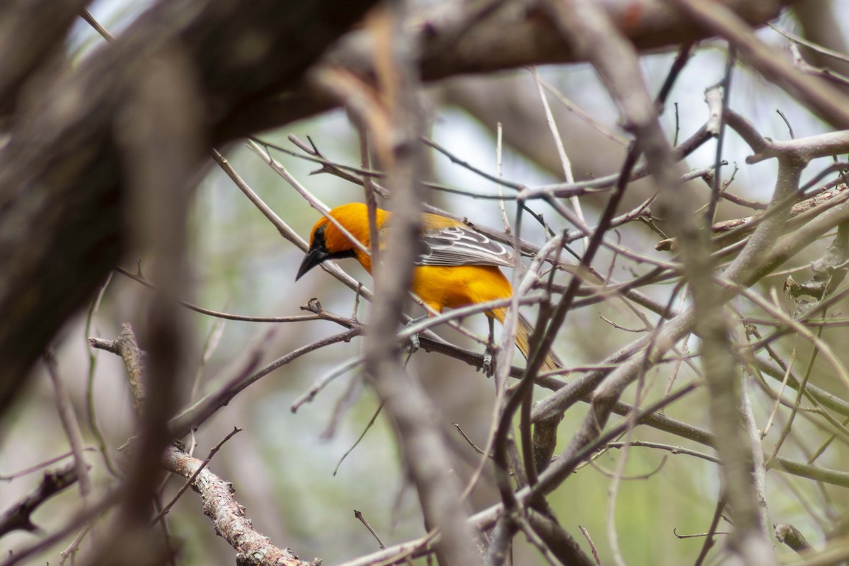 Streak-backed Oriole - ML635498110