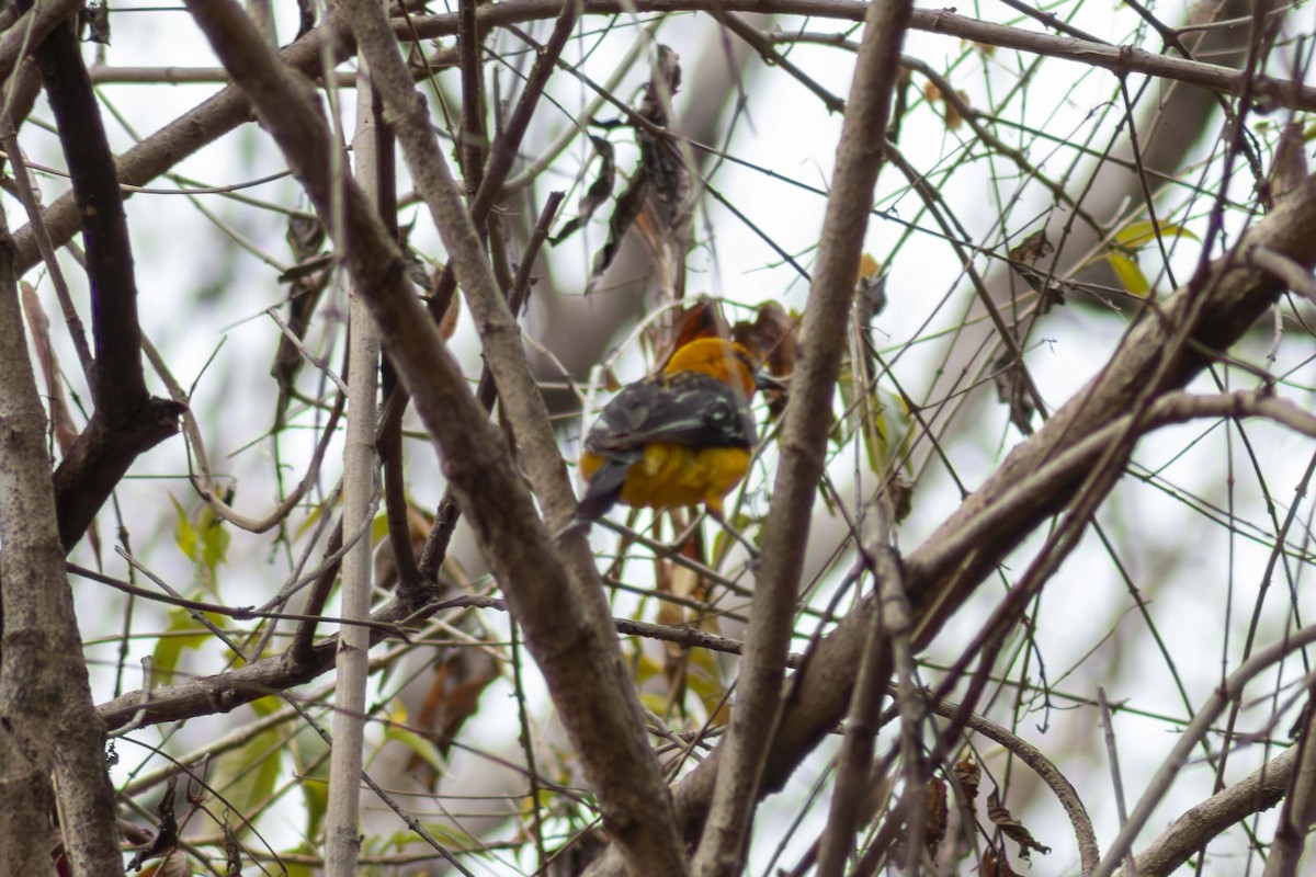 Streak-backed Oriole - ML635498111