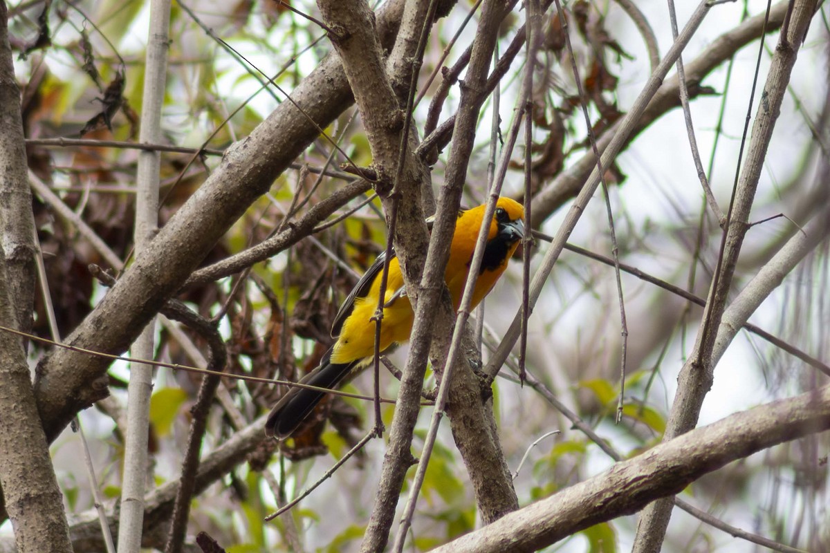 Streak-backed Oriole - ML635498112