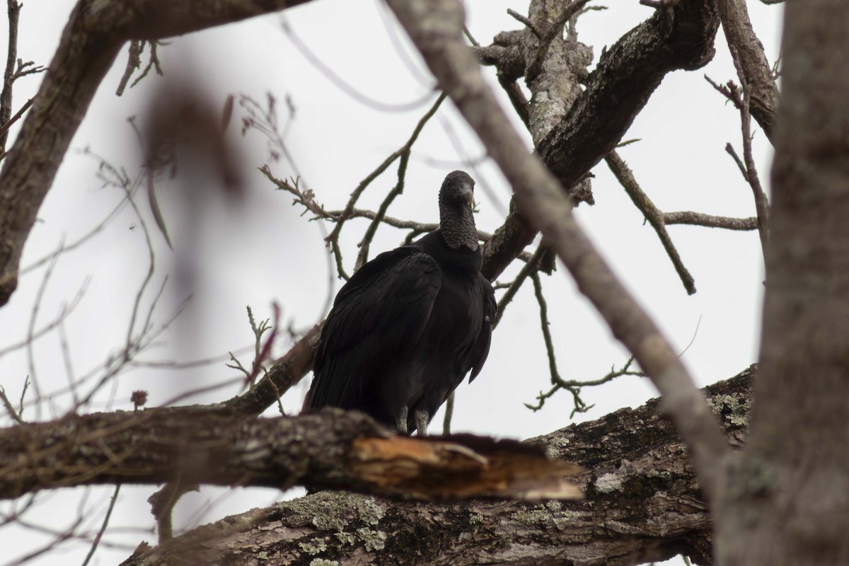 Black Vulture - ML635498116