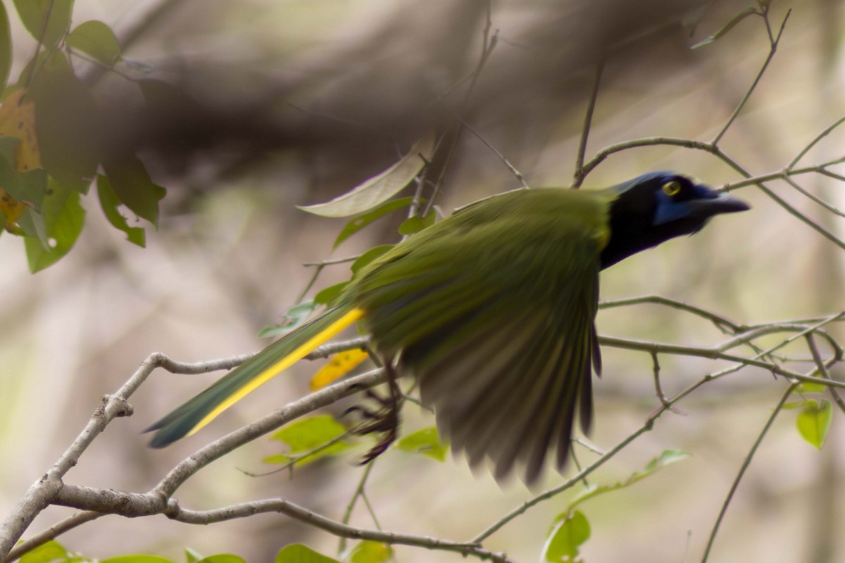 Green Jay - ML635498118