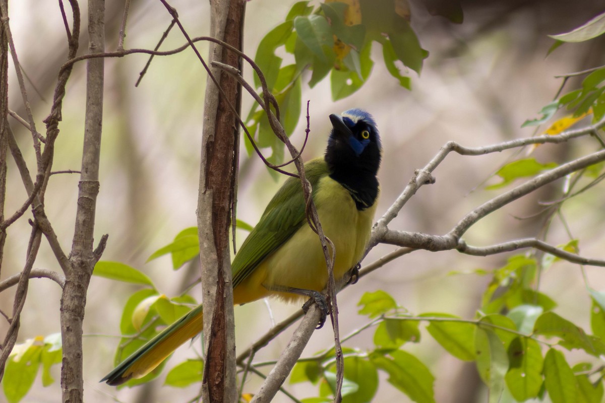 Green Jay - ML635498120