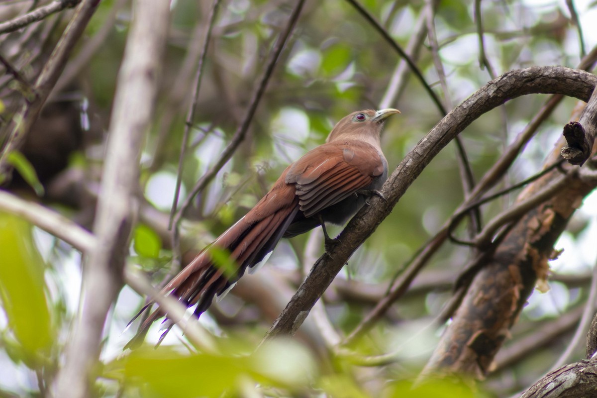 Squirrel Cuckoo - ML635498124