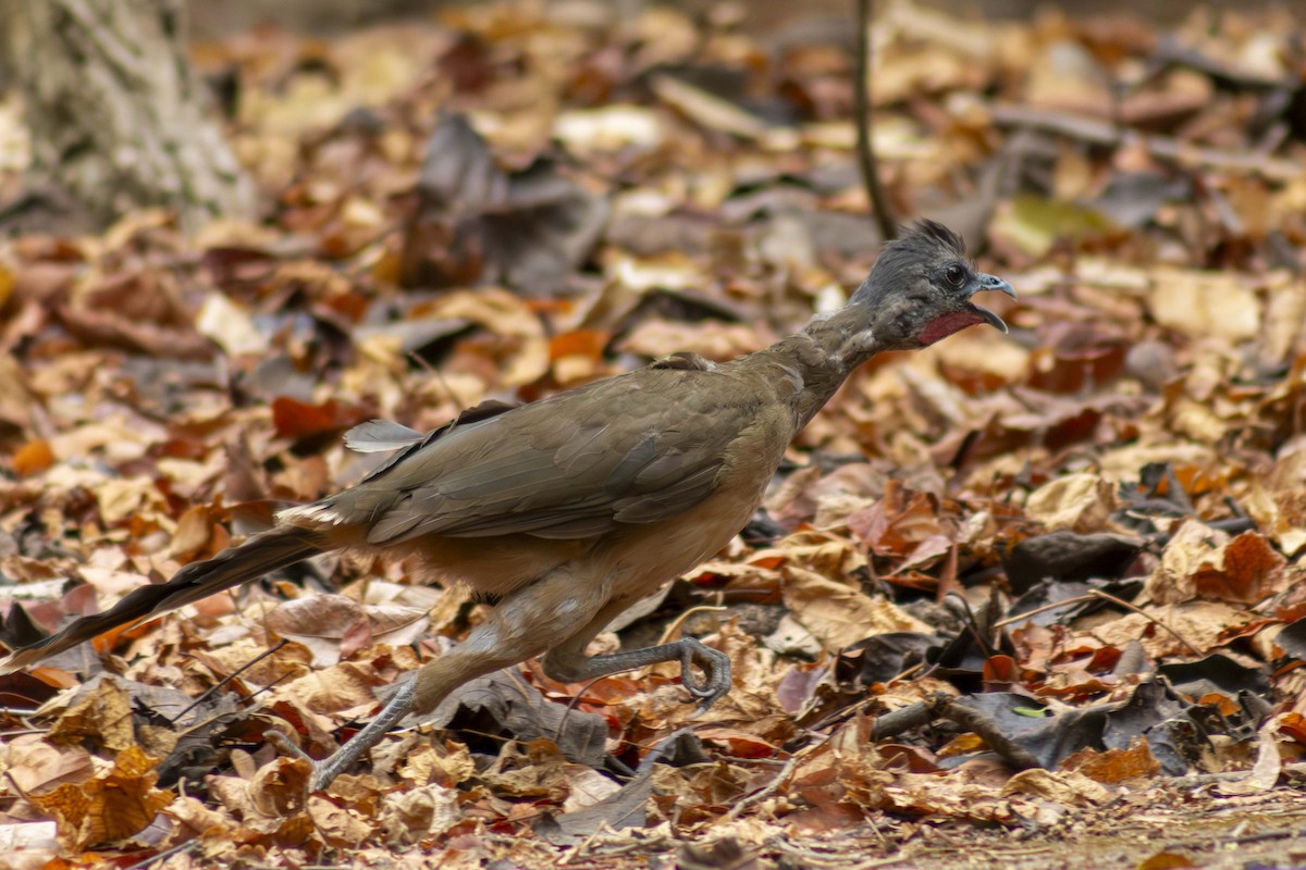 Plain Chachalaca - ML635498127