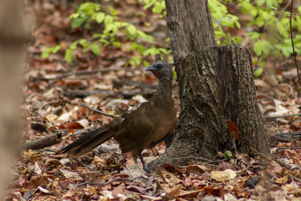 Plain Chachalaca - ML635498128