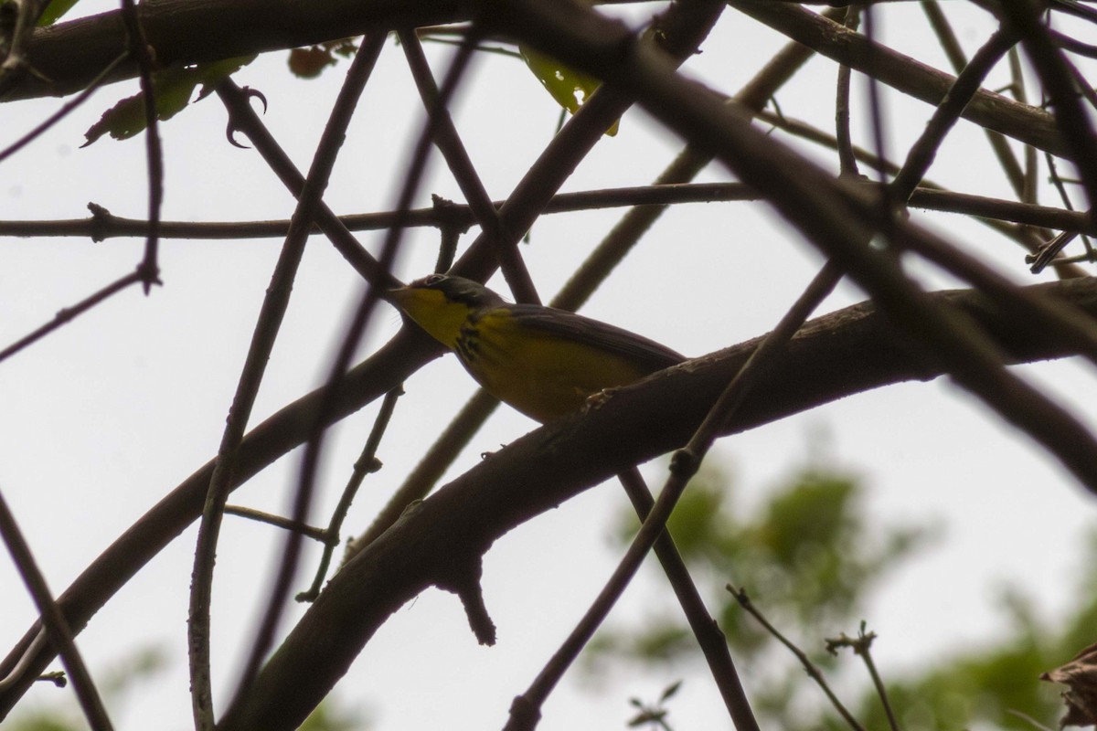 Canada Warbler - ML635498132