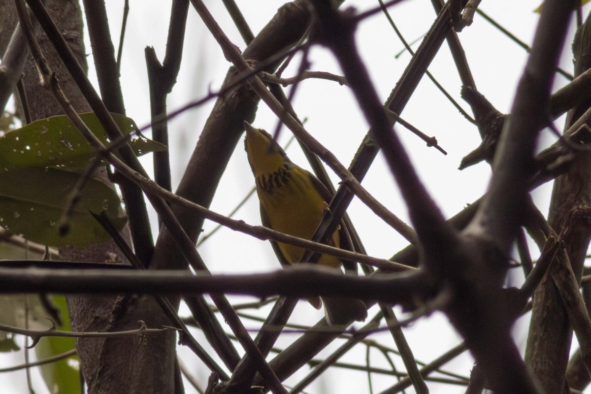 Canada Warbler - ML635498133