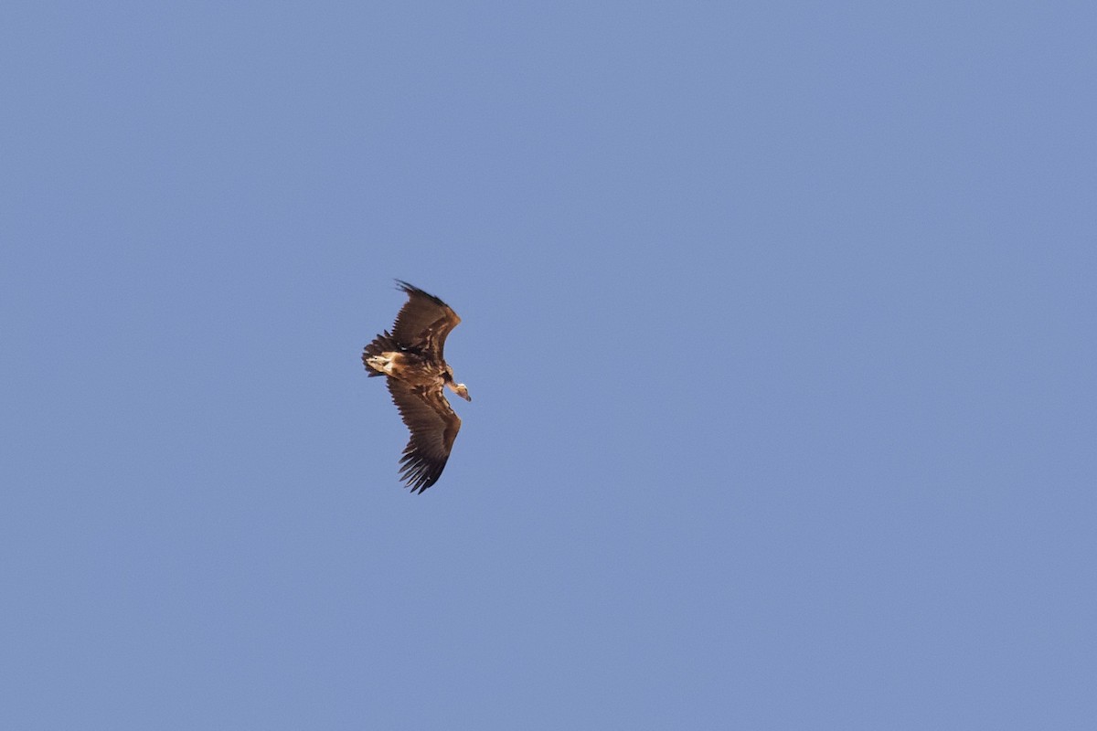 Lappet-faced Vulture - ML635498160