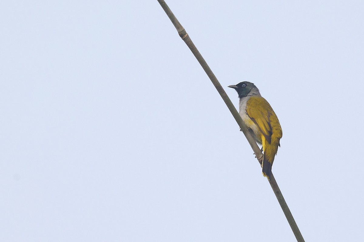 Black-headed Bulbul - ML635498186