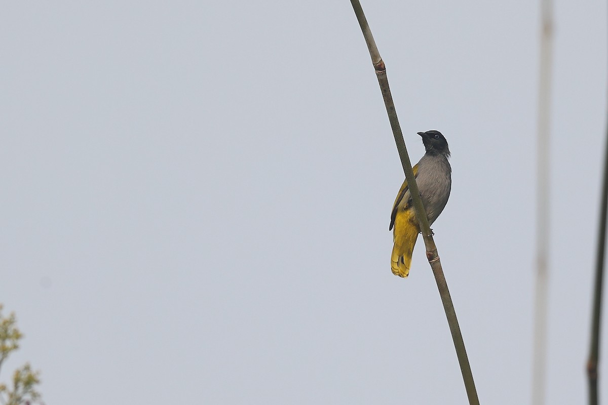 Black-headed Bulbul - ML635498187