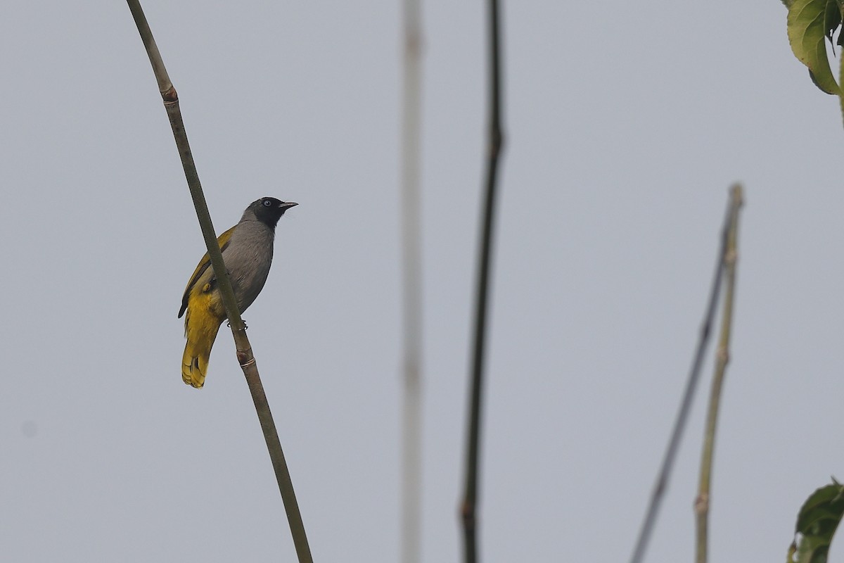 Black-headed Bulbul - ML635498188
