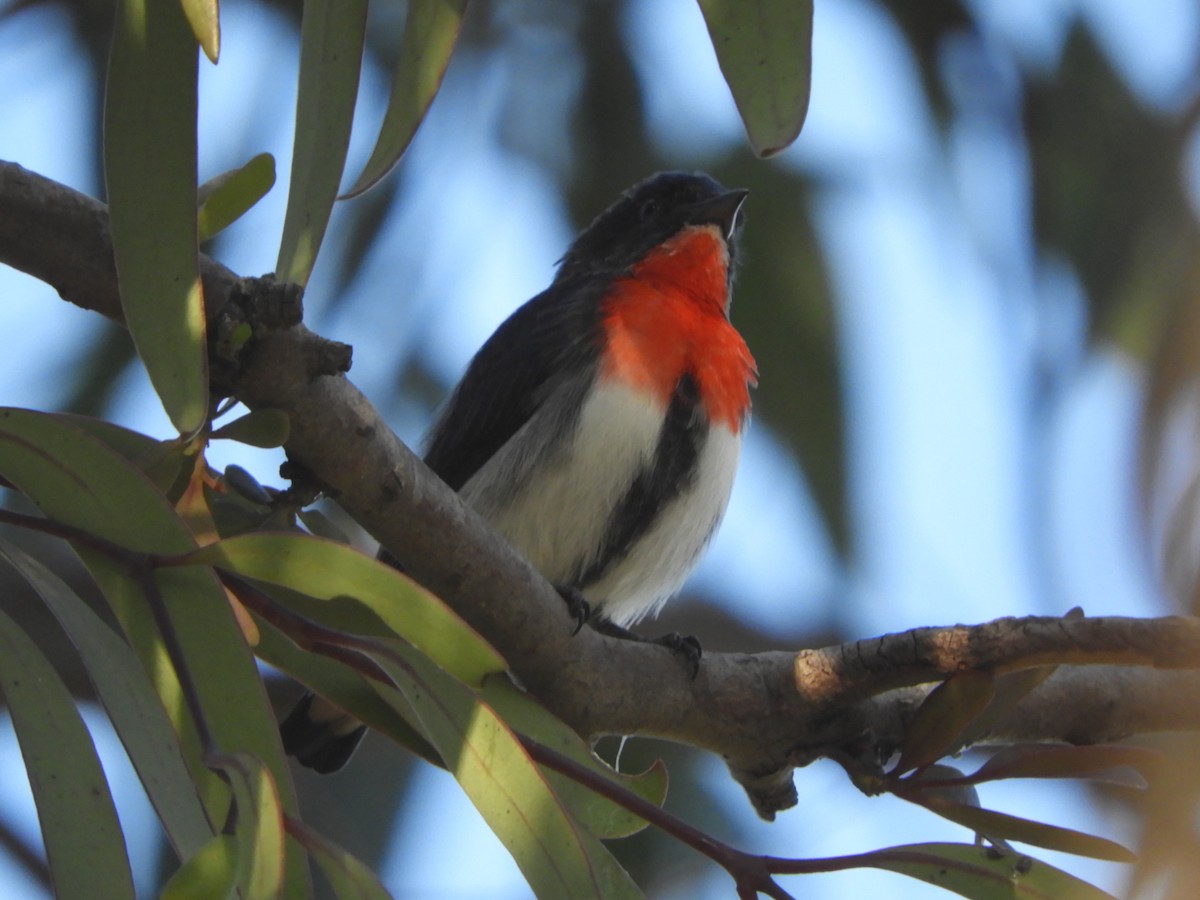 Mistletoebird - ML635498195