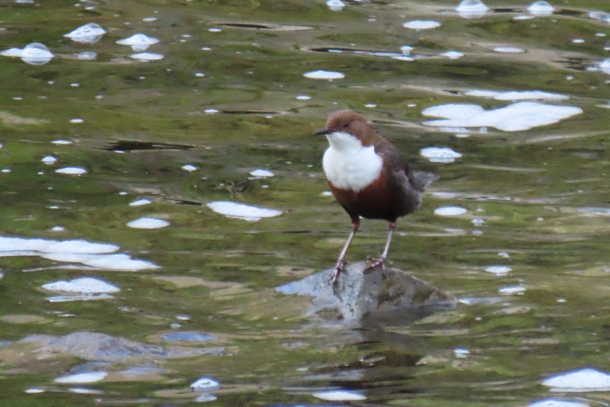 White-throated Dipper - ML635498244