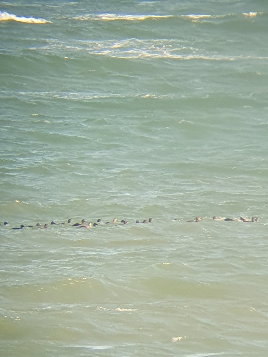 Common Scoter - ML635498247