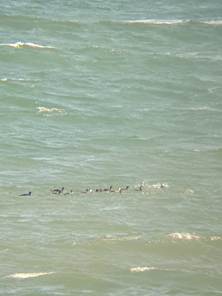 Common Scoter - ML635498248