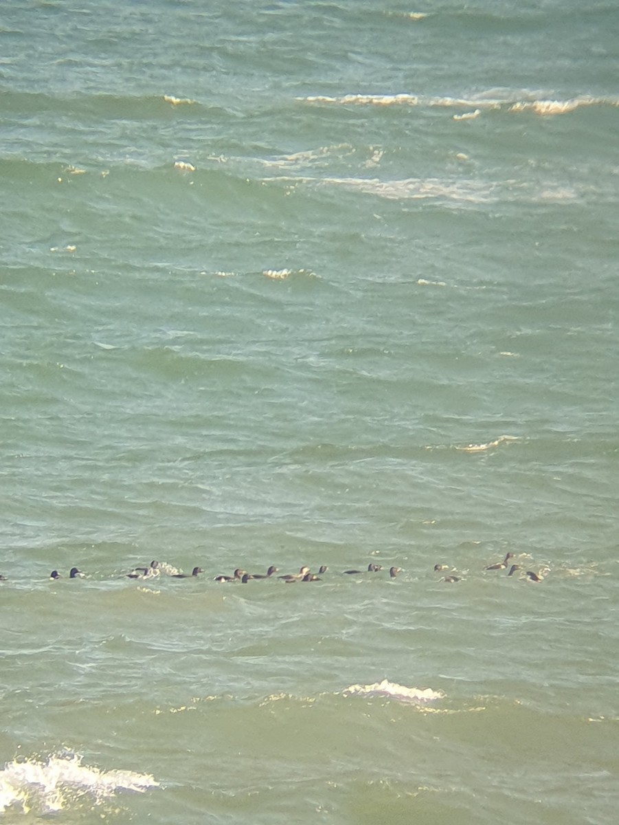 Common Scoter - ML635498252