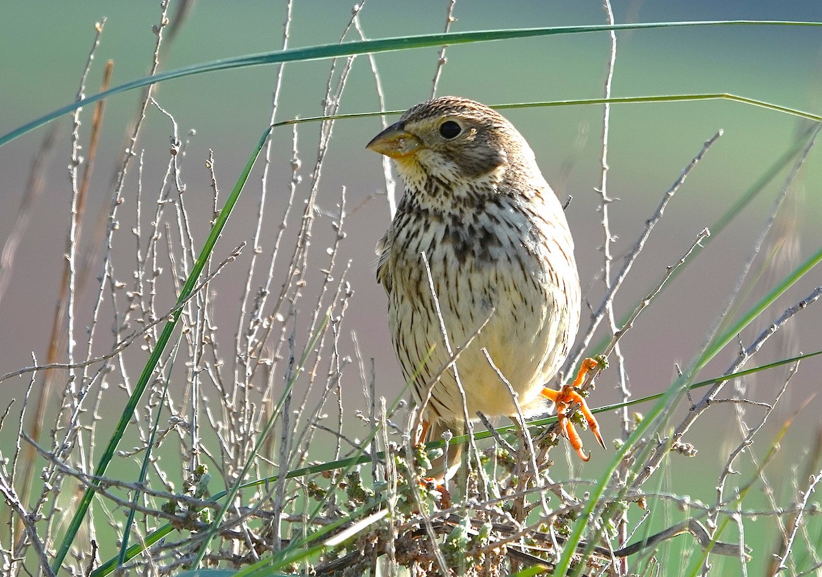 Corn Bunting - ML635498258