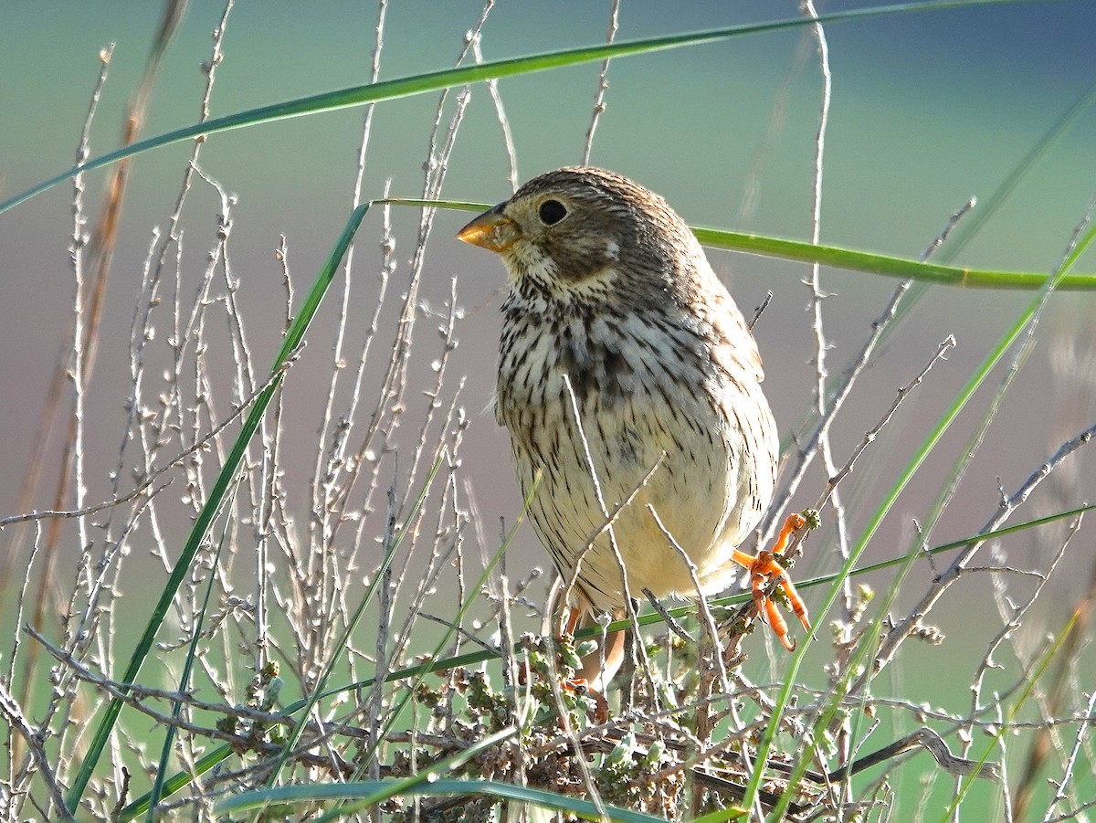 Corn Bunting - ML635498259