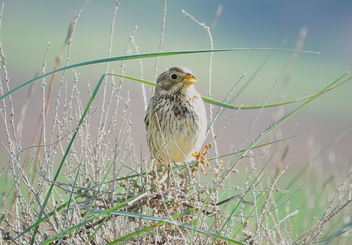 Corn Bunting - ML635498260