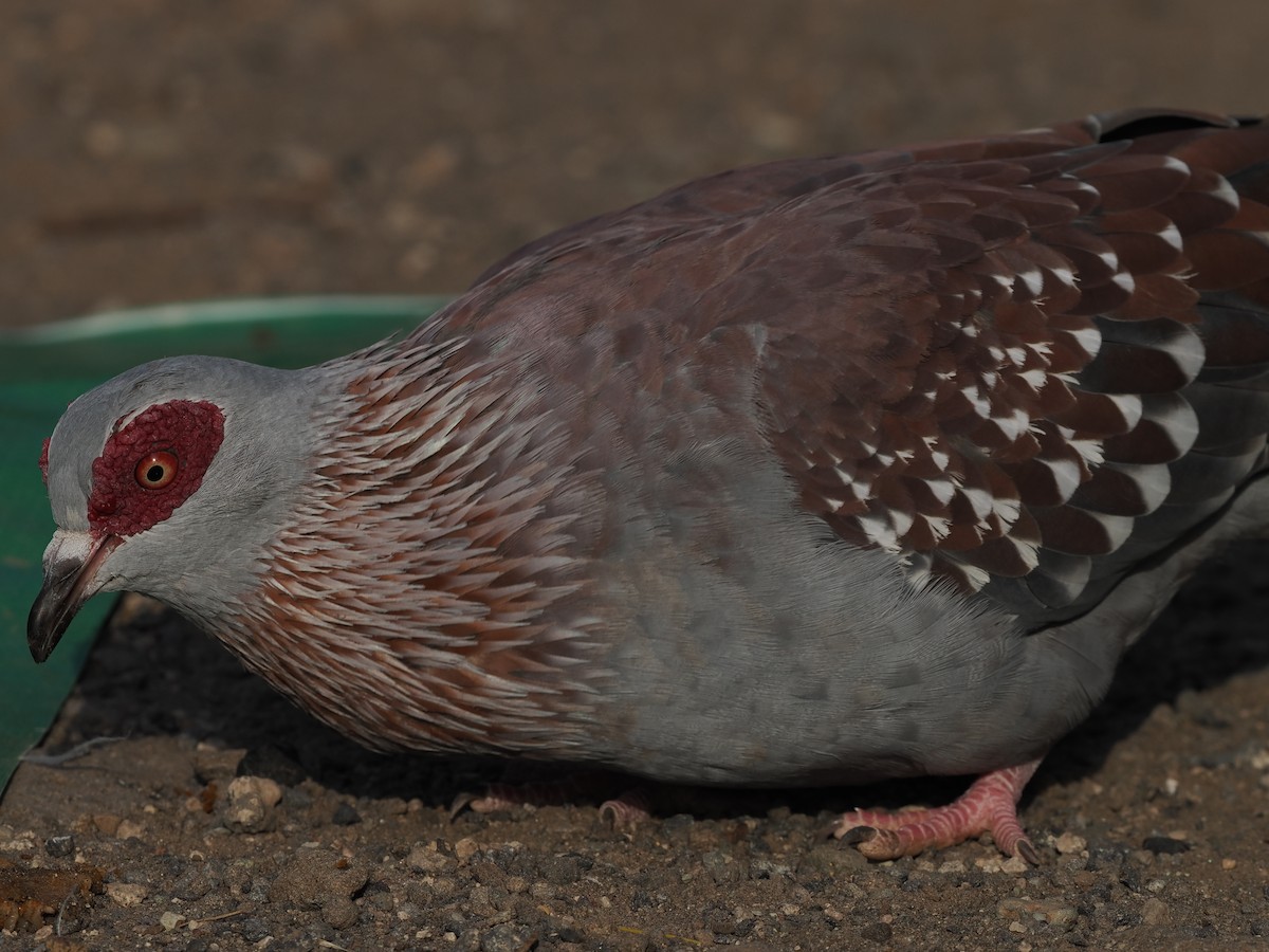 Speckled Pigeon - ML635498277