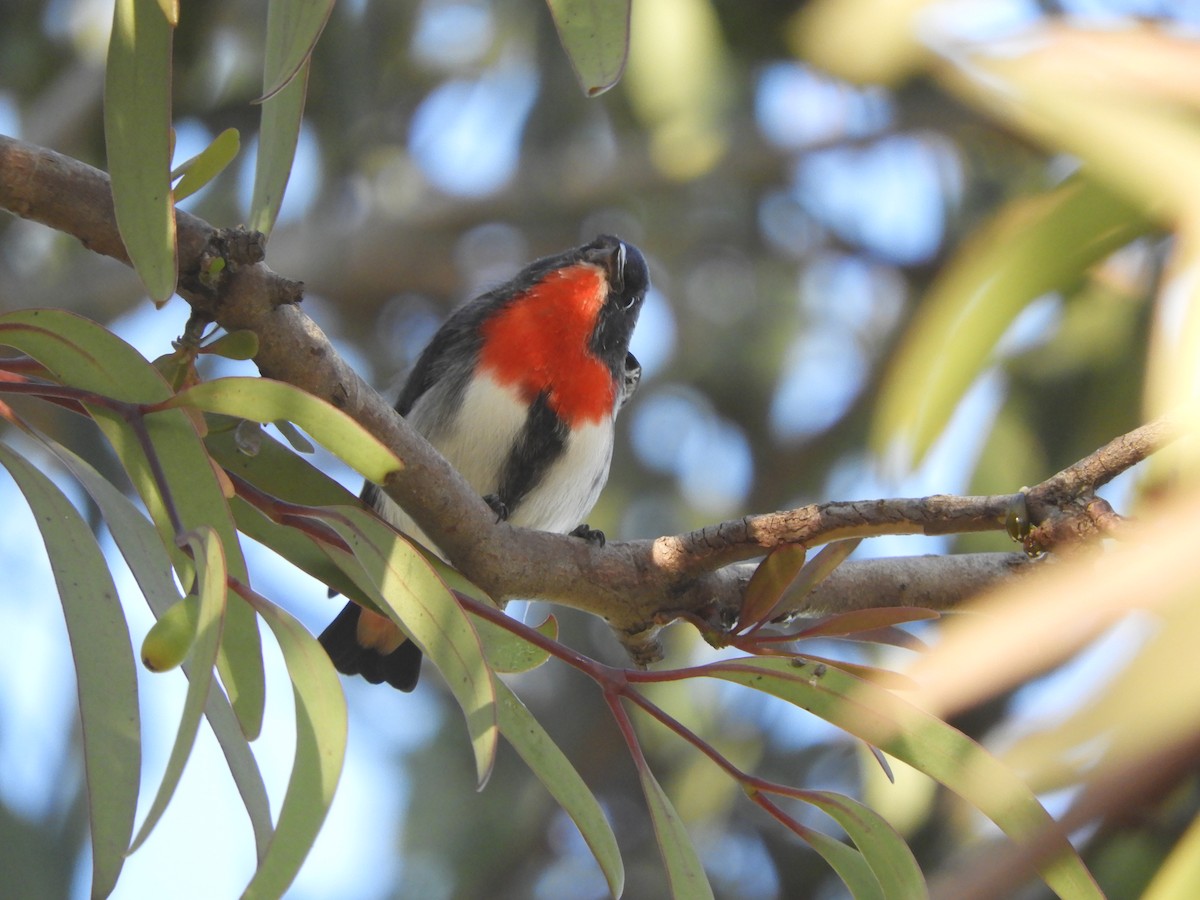 Mistletoebird - ML635498281
