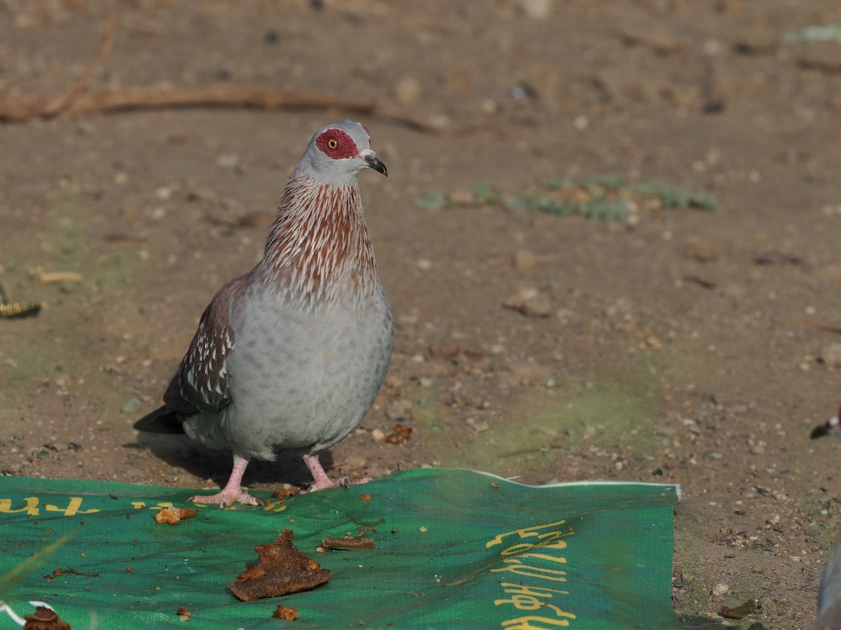 Speckled Pigeon - ML635498293
