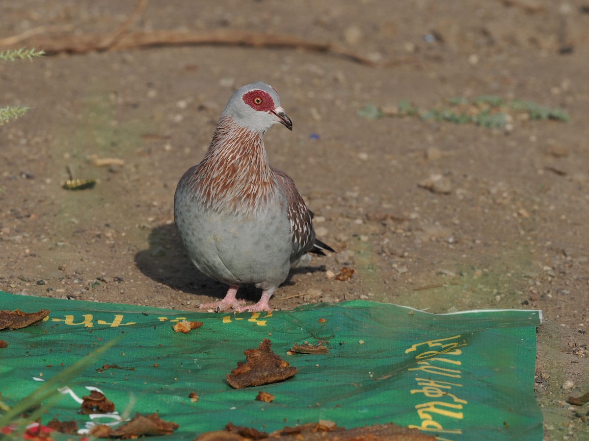 Speckled Pigeon - ML635498294