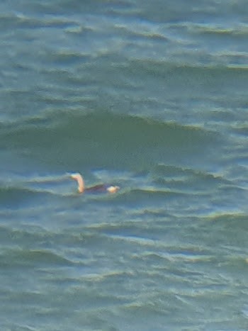 Red-throated Loon - ML635498329