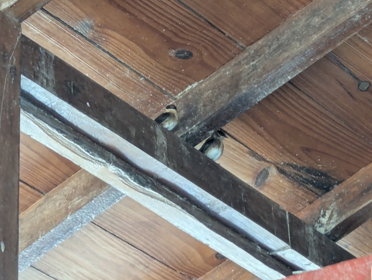 Cave Swallow - ML635498484