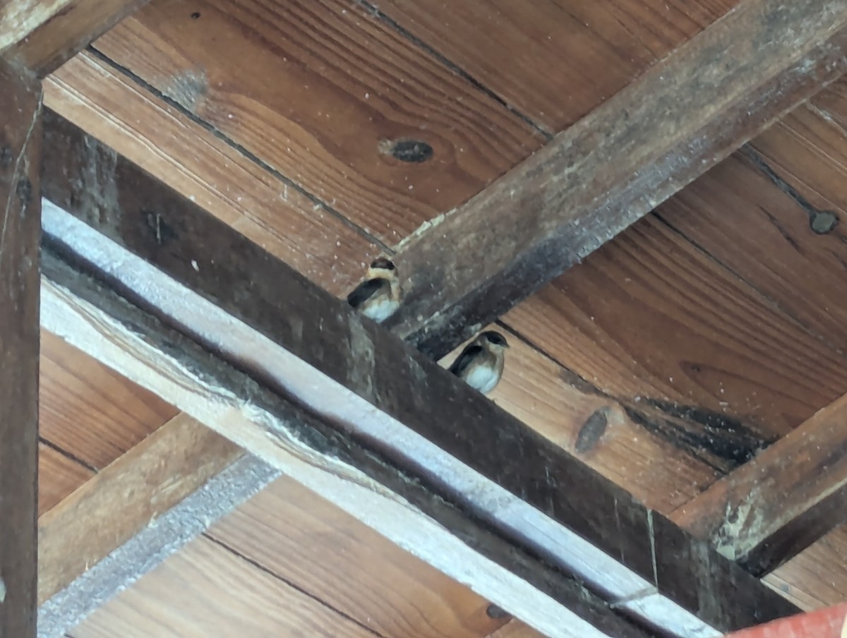 Cave Swallow - ML635498485