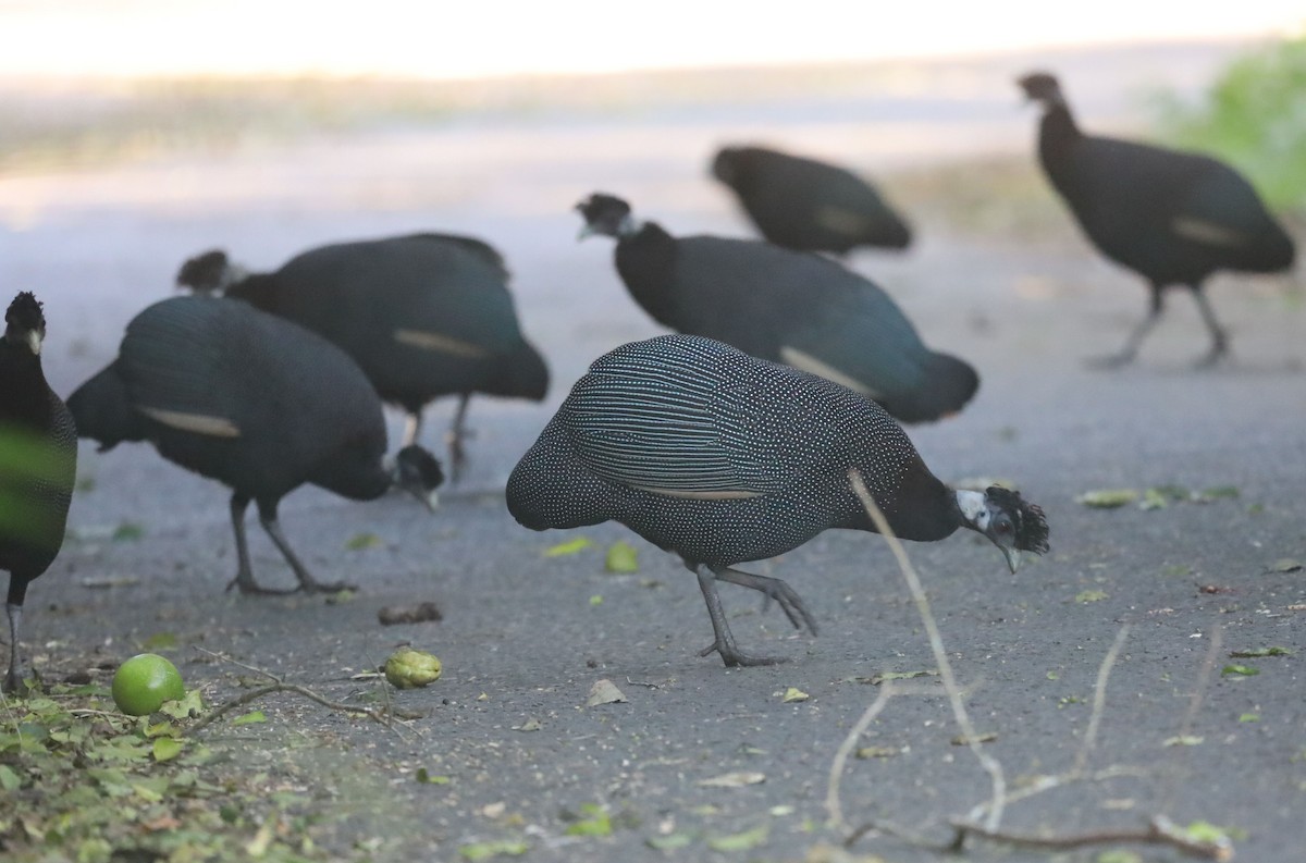 Southern Crested Guineafowl - ML635498520