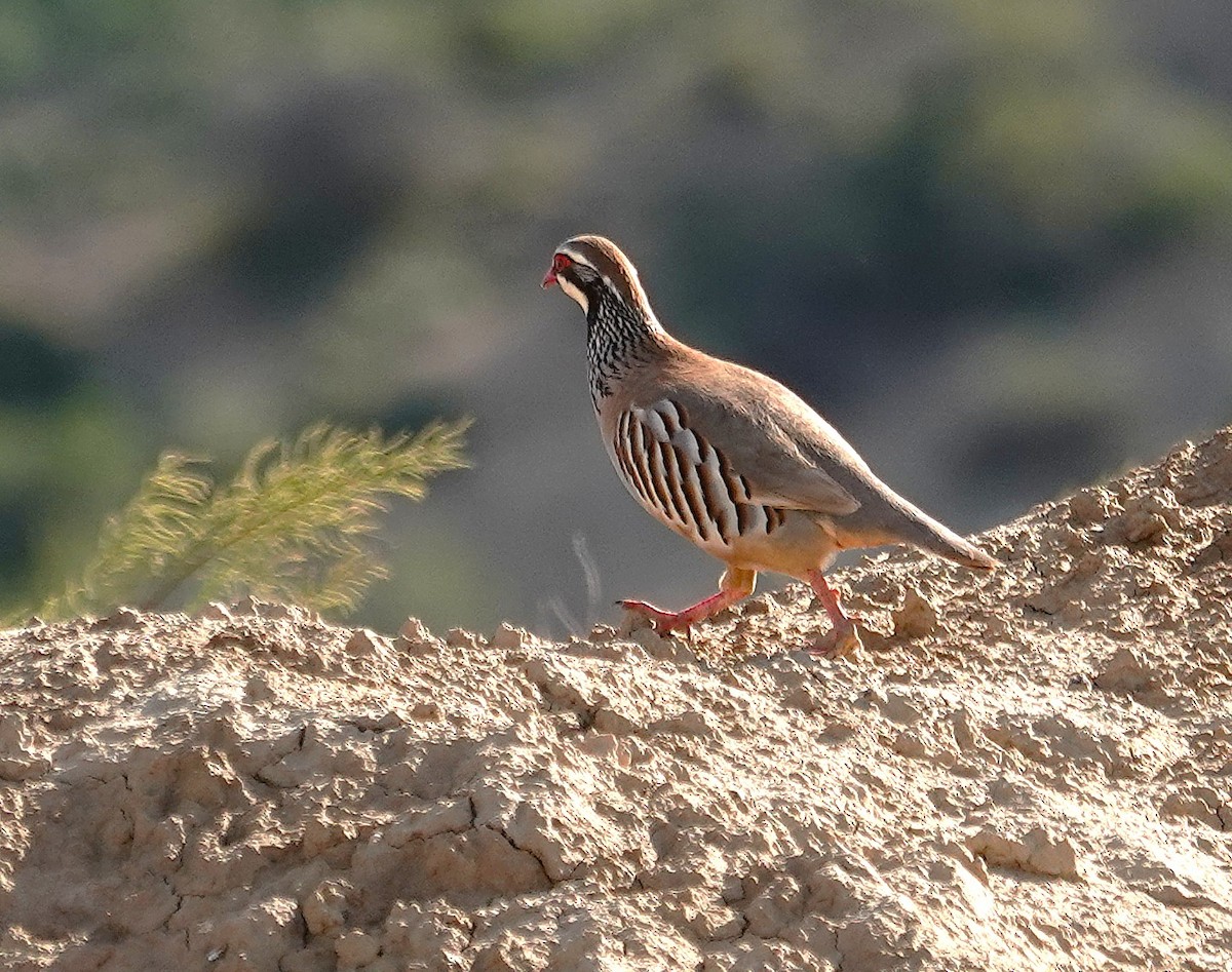 Red-legged Partridge - ML635498559