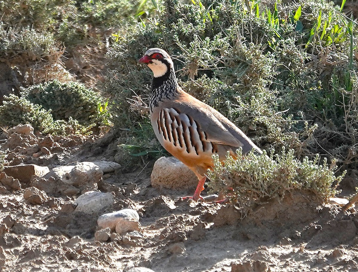 Red-legged Partridge - ML635498560