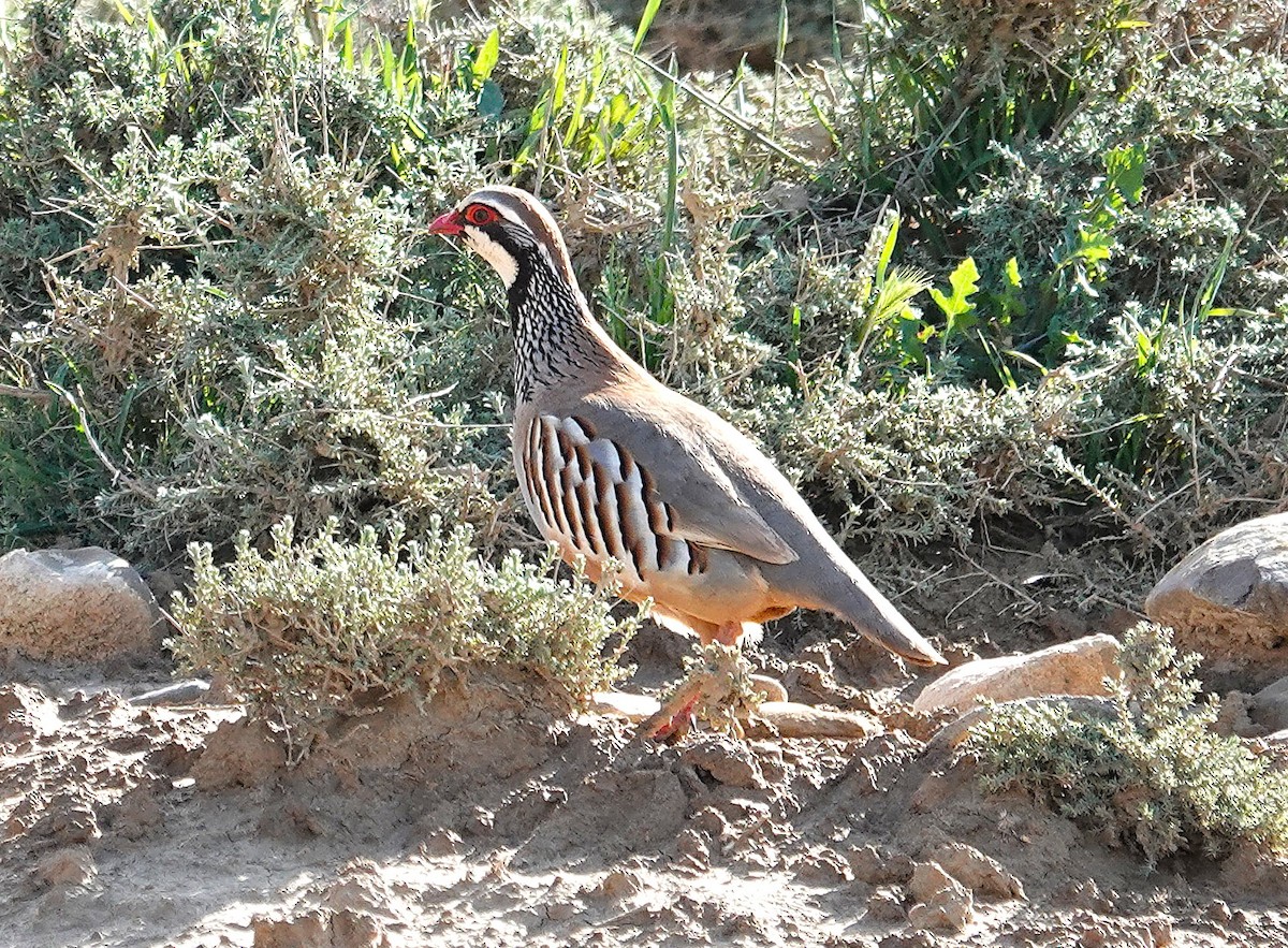 Red-legged Partridge - ML635498561