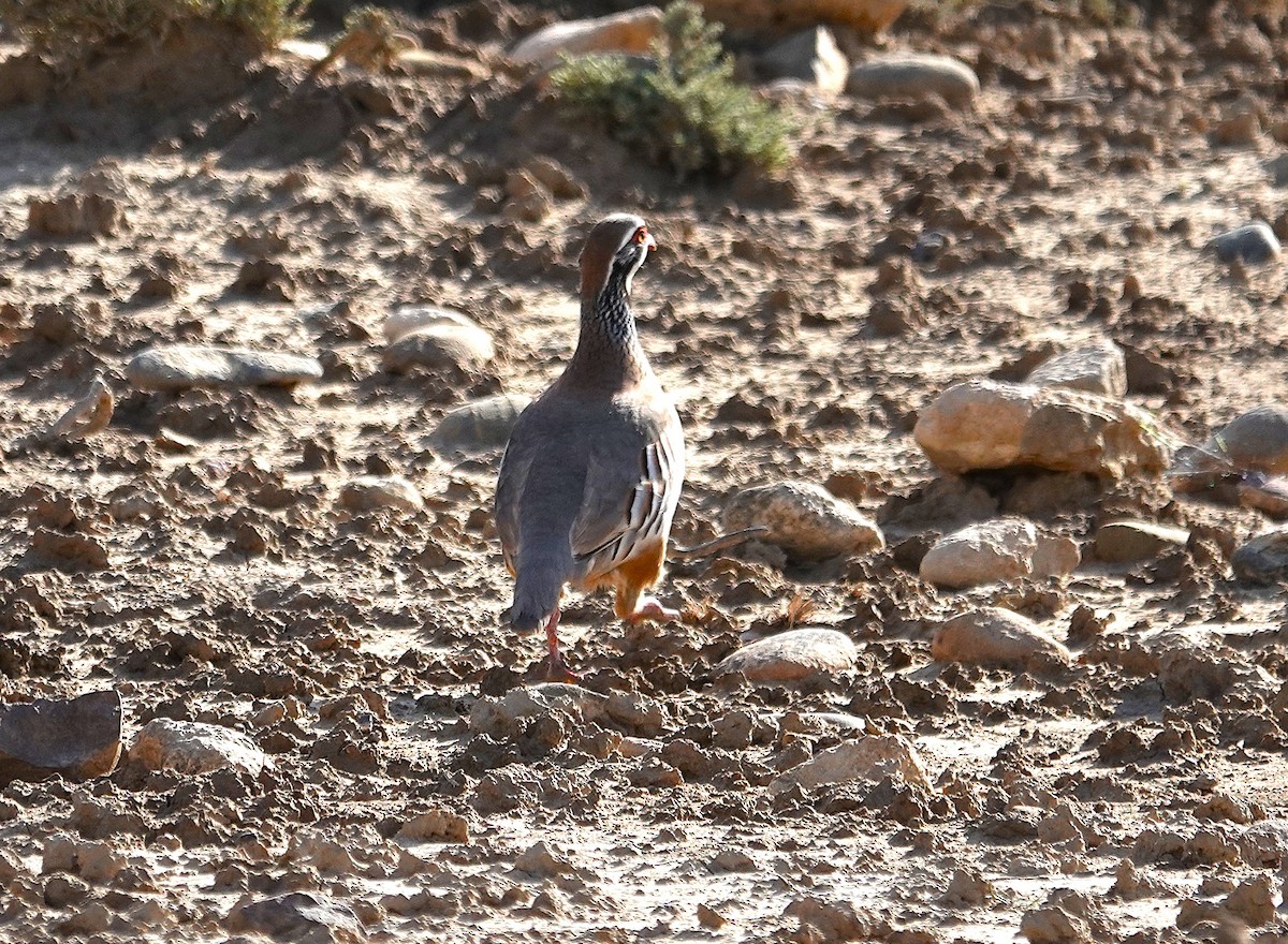 Red-legged Partridge - ML635498563