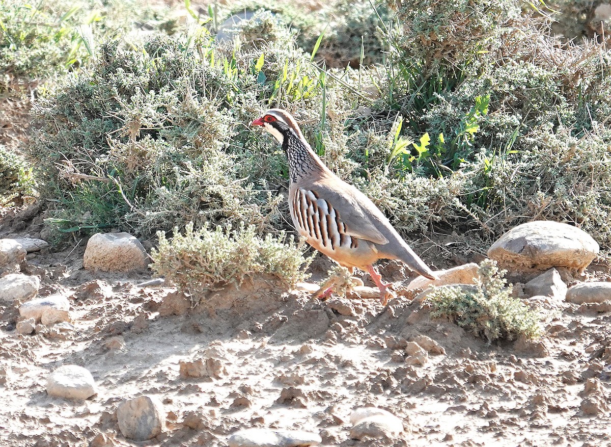 Red-legged Partridge - ML635498564