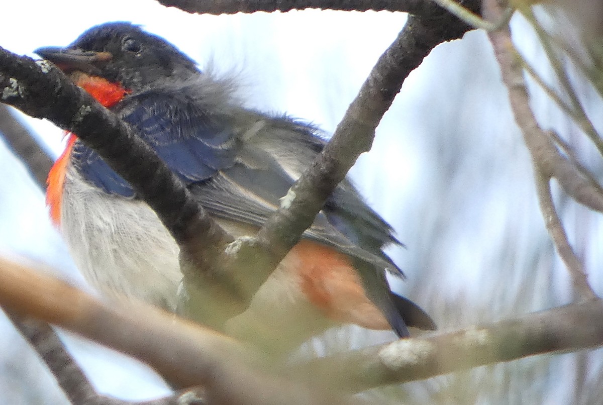 Mistletoebird - ML635498586