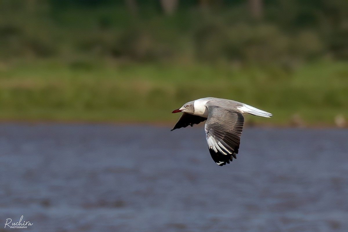 Gray-hooded Gull - ML635498601